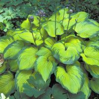 Hosta Old Glory